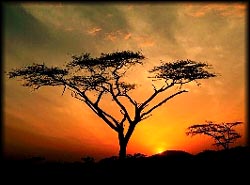 Rayos de luz al amanecer