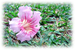 Flor